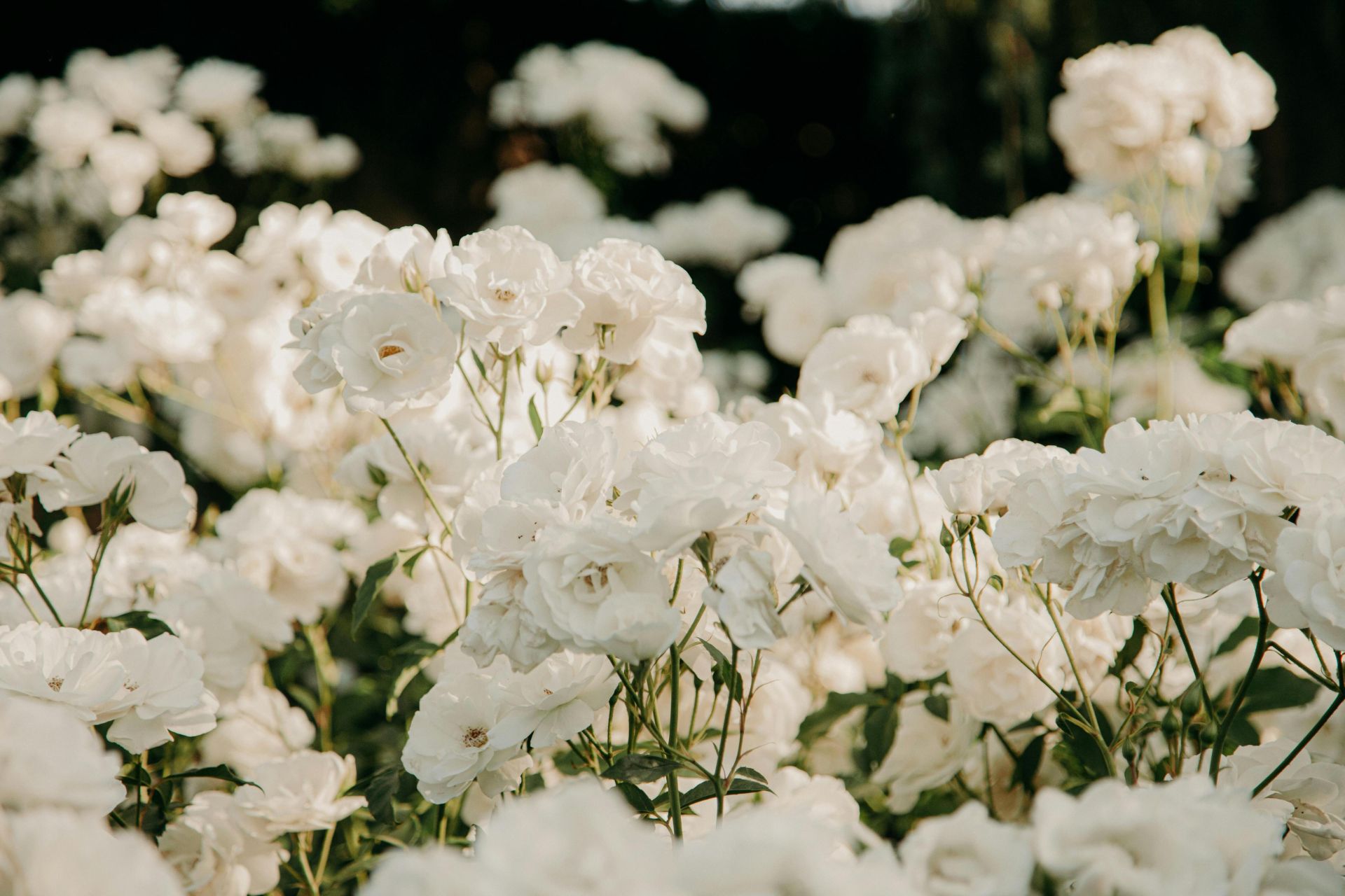 Charming close-up view of blooming white roses in a lush garden setting.